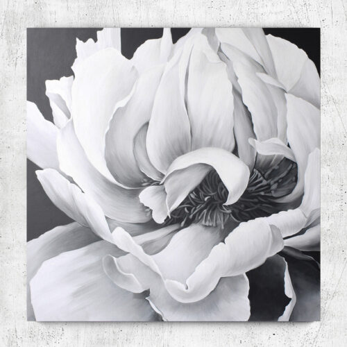image preview of Bild “White peony”