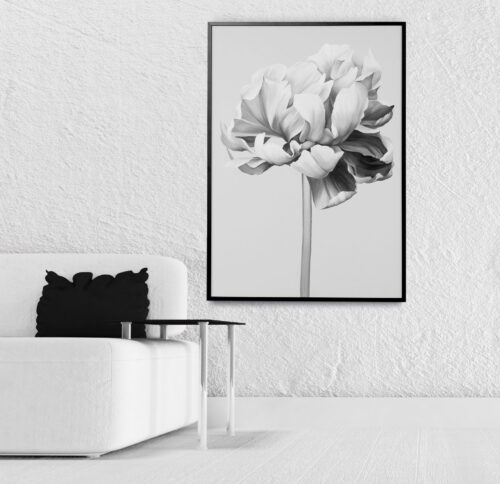 second image preview of Bild “Black and white peony”